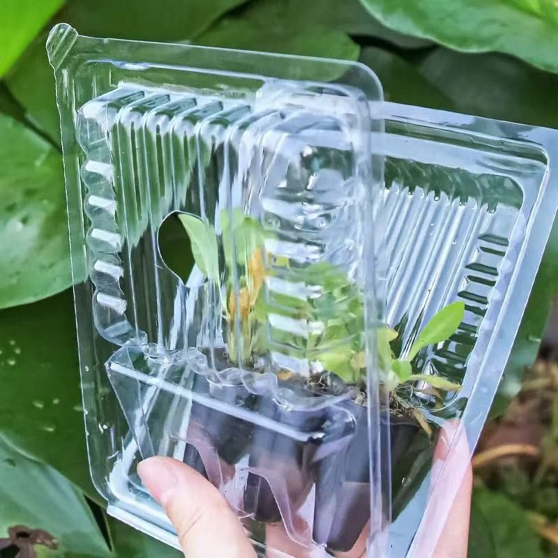植物のパッケージボックス プラスチック 生物植物 輸送 ブリスターボックス 植物用クラムシェルパッケージ