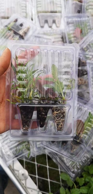 植物のパッケージボックス プラスチック 生物植物 輸送 ブリスターボックス 植物用クラムシェルパッケージ
