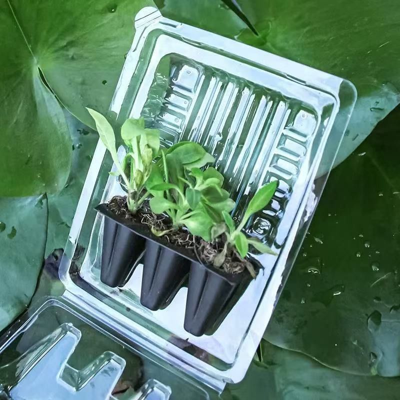 植物のパッケージボックス プラスチック 生物植物 輸送 ブリスターボックス 植物用クラムシェルパッケージ