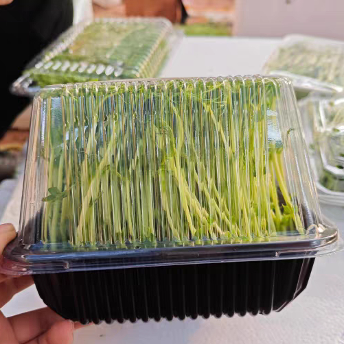 Pet OEM Leaking Sprout Box with Holes Pea Sprout Sprout Peanut Sprout Growth Box